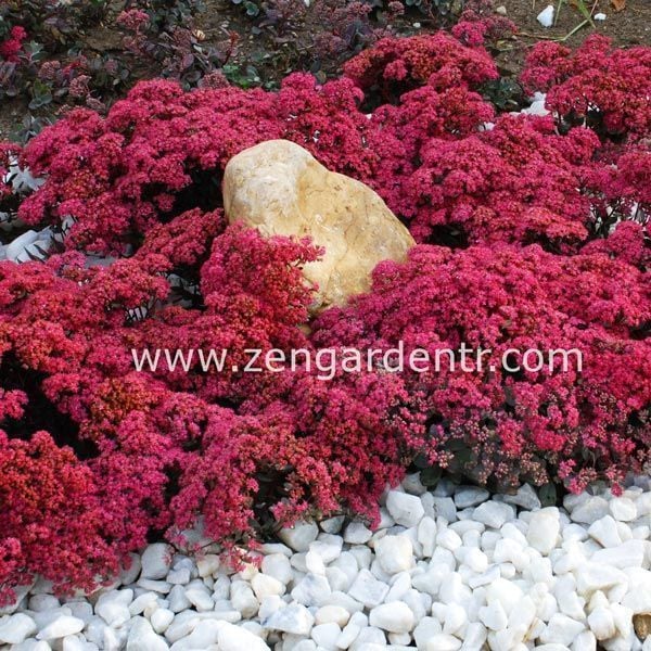 Sedum ussuriense tohumu kızıl fener ödüllü varyete