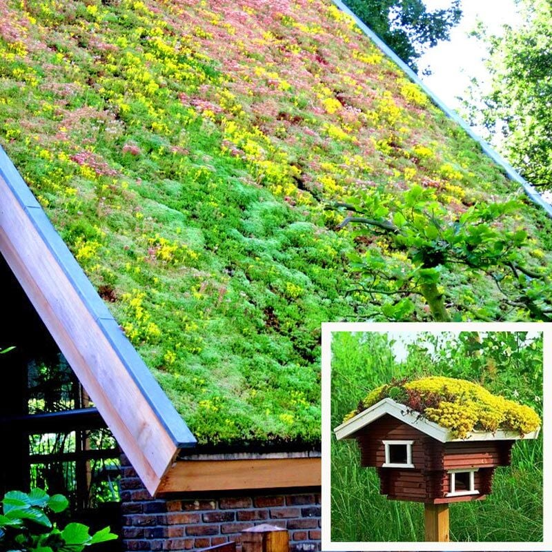 Sedum tohumu karışımı saksı ve yeşil çatı bitkileri