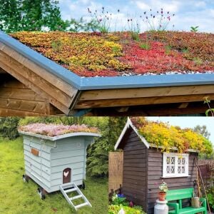 Sedum tohumu karışımı saksı ve yeşil çatı bitkileri