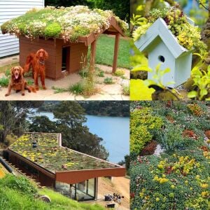 Sedum tohumu karışımı saksı ve yeşil çatı bitkileri