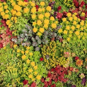 Sedum tohumu karışımı saksı ve yeşil çatı bitkileri