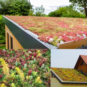 Sedum tohumu karışımı saksı ve yeşil çatı bitkileri