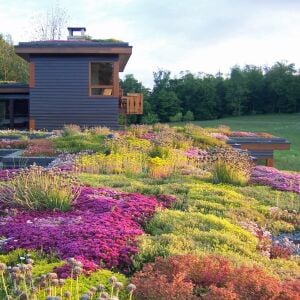 Sedum tohumu karışımı saksı ve yeşil çatı bitkileri