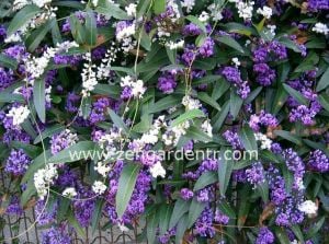 Beyaz hardenbergia sarmaşık tohumu sarsaparilla violacea alba