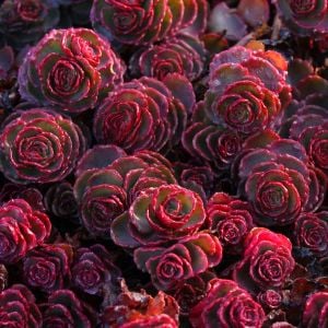 Kırmızı sedum tohumu spurium dragon's blood vodoo red