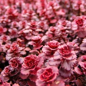 Kırmızı sedum tohumu spurium dragon's blood vodoo red