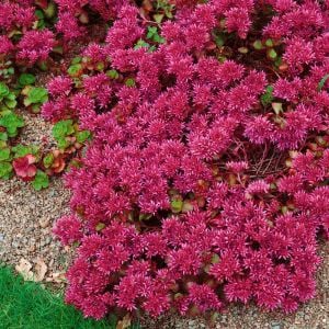 Kırmızı sedum tohumu spurium dragon's blood vodoo red