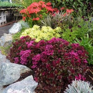 Kırmızı sedum tohumu spurium dragon's blood vodoo red