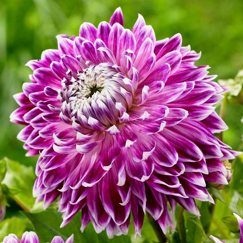 Vancouver dahlia soğanı satışı - 167,90 TL