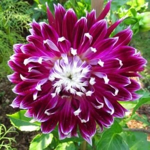 Vancouver dahlia soğanı dalya yıldız çiçeği çiçek çapı 20 cm