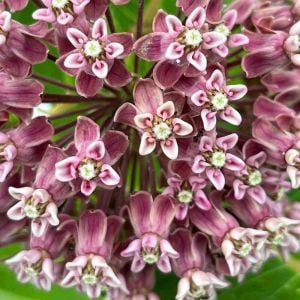 Çayır Kelebek çiçeği asclepias tohumu Asclepias sullivantii