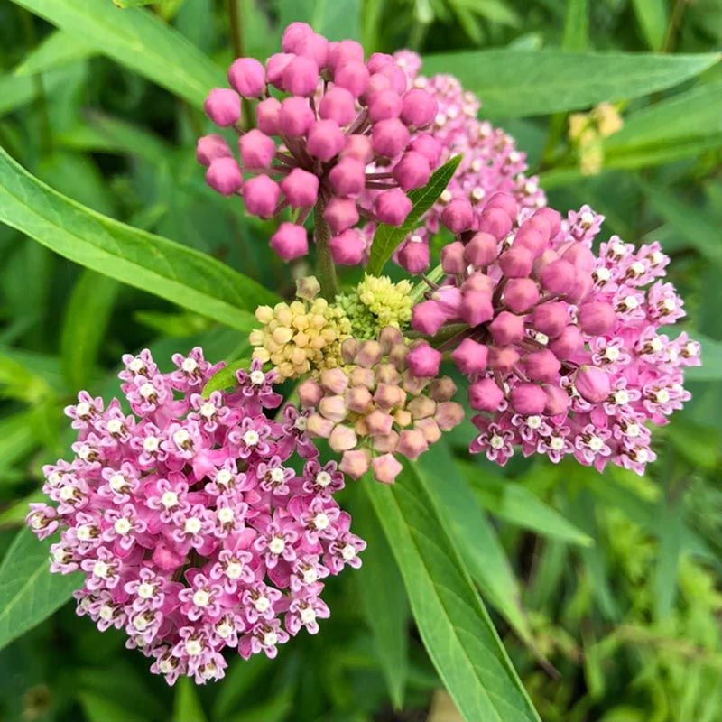 Çayır Kelebek çiçeği asclepias tohumu Asclepias sullivantii
