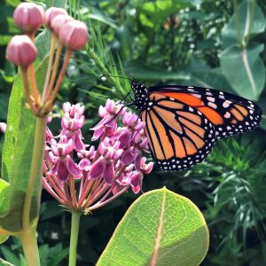 Çayır Kelebek çiçeği asclepias tohumu Asclepias sullivantii