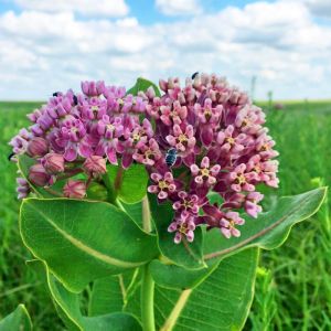 Çayır Kelebek çiçeği asclepias tohumu Asclepias sullivantii