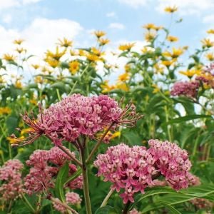 Çayır Kelebek çiçeği asclepias tohumu Asclepias sullivantii