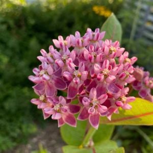 Çayır Kelebek çiçeği asclepias tohumu Asclepias sullivantii