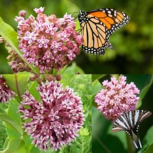 Çayır Kelebek çiçeği asclepias tohumu Asclepias sullivantii