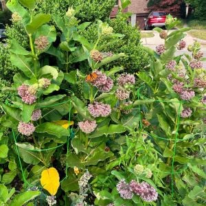 Çayır Kelebek çiçeği asclepias tohumu Asclepias sullivantii