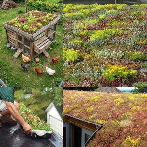 Sedum tohumu karışımı neme dayanıklı türler