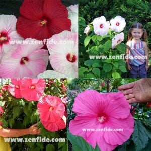 Dev çiçekli hibiscus fidesi galaxy mix soğuğa dayanıklı
