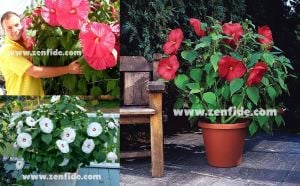 Dev çiçekli hibiscus fidesi galaxy mix soğuğa dayanıklı