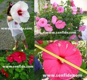 Dev çiçekli hibiscus fidesi galaxy mix soğuğa dayanıklı