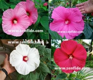 Dev çiçekli hibiscus fidesi galaxy mix soğuğa dayanıklı
