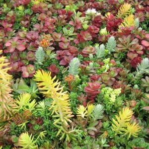 Sedum tohumu karışımı neme dayanıklı türler