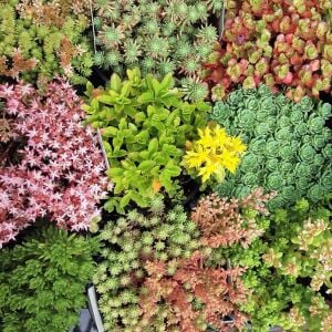 Sedum tohumu karışımı neme dayanıklı türler
