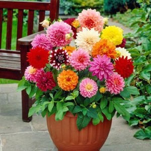 Dahlia tohumu dekoratif dev çiçekli yıldız çiçeği variabilis giants mix