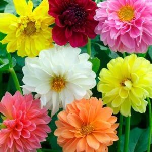 Dahlia tohumu dekoratif dev çiçekli yıldız çiçeği variabilis giants mix