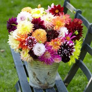 Dahlia tohumu dekoratif dev çiçekli yıldız çiçeği variabilis giants mix