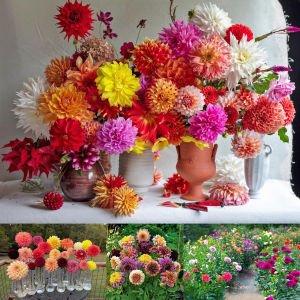 Dahlia tohumu dekoratif dev çiçekli yıldız çiçeği variabilis giants mix