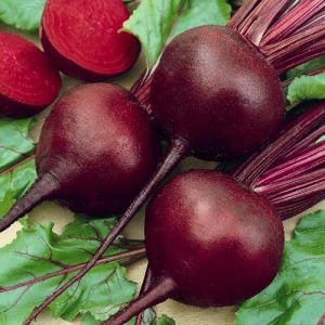 Koyu kırmızı pancar tohumu geleneksel  beet detroit dark red