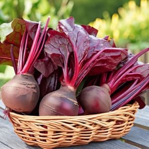 Koyu kırmızı pancar tohumu geleneksel  beet detroit dark red