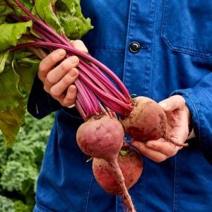 Koyu kırmızı pancar tohumu geleneksel  beet detroit dark red