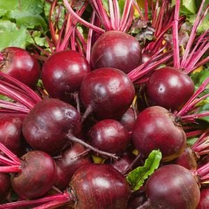Koyu kırmızı pancar tohumu geleneksel  beet detroit dark red