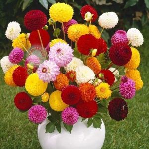 Ponpon yıldız çiçeği tohumu dahlia variabilis pompon mix