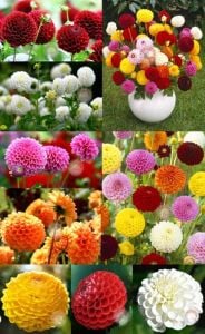 Ponpon yıldız çiçeği tohumu dahlia variabilis pompon mix