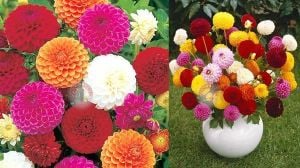 Ponpon yıldız çiçeği tohumu dahlia variabilis pompon mix