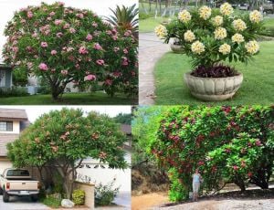 Plumeria tohumu kokulu çiçekler