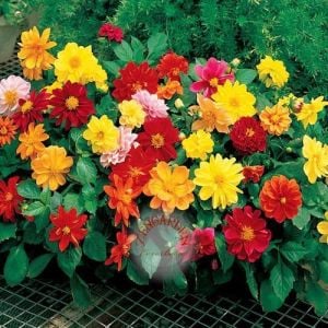 Erkenci dahlia tohumu bodur karışım yıldız çiçeği variabilis early dwarf mixed