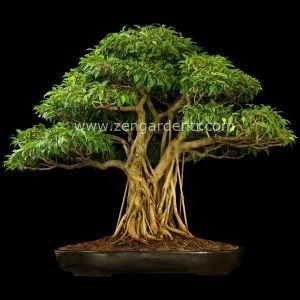 Ficus benjamina tohumu weeping fig benjamin kauçuk bitkisi