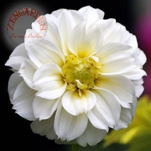 Erkenci dahlia tohumu bodur karışım yıldız çiçeği variabilis early dwarf mixed