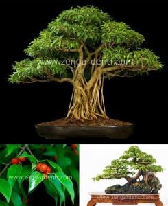 Ficus benjamina tohumu weeping fig benjamin kauçuk bitkisi