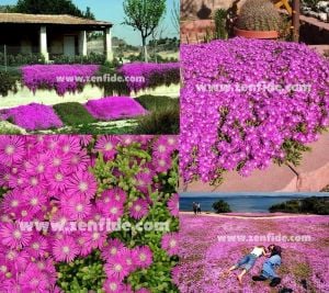 Acem halısı çiçeği fidesi mesembryanthemum floribundum