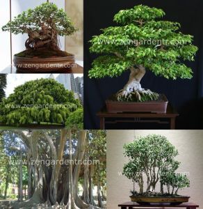 Ficus benjamina tohumu weeping fig benjamin kauçuk bitkisi