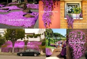 Acem halısı çiçeği fidesi mesembryanthemum floribundum