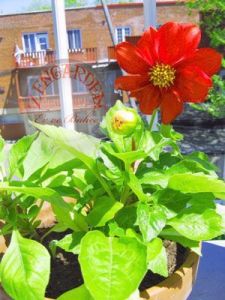Erkenci dahlia tohumu bodur karışım yıldız çiçeği variabilis early dwarf mixed