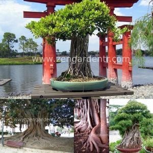 Ficus benjamina tohumu weeping fig benjamin kauçuk bitkisi